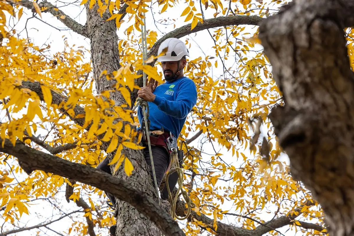 Skilled Storm Damage Cleanup crew working in Williamsville